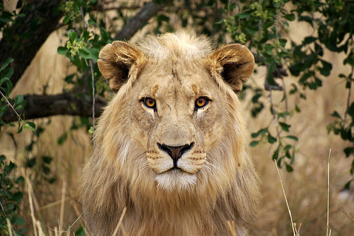 selektywne ogniskowanie fotografia lwa, samca, lwa, selektywna ostrość, fotografia, safai, wielka piątka, lew - koci, dzika przyroda, kot nieokreślony, zwierzęta z safari, afryka, mięsożerne, dzikie zwierzęta, przyroda, zwierzę, koci, safari, sawanna , ssak, duży kot, grzywa, Park Narodowy Serengeti, lwica, Tapety HD