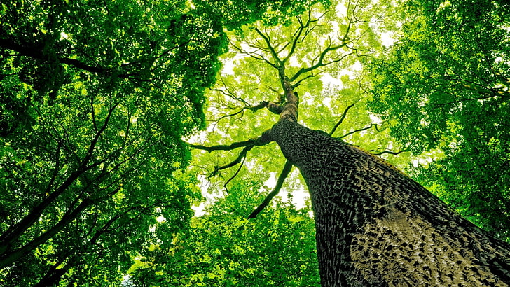 pohon hijau, pandangan mata cacing dari pohon besar, hijau, pohon, cabang, daun, kayu, pandangan mata cacing, alam, Wallpaper HD