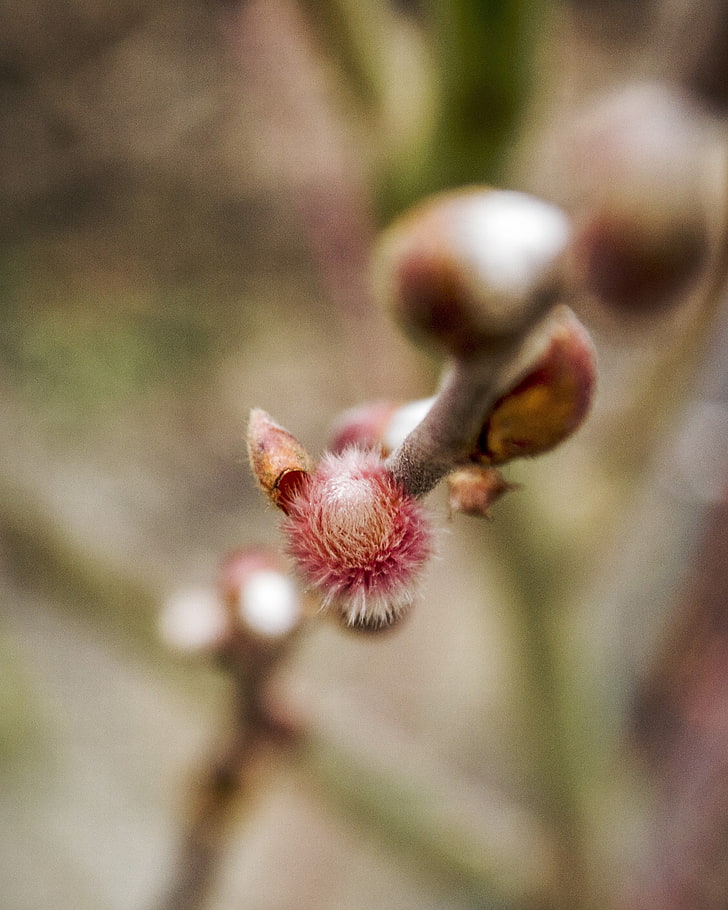 Frühling, Wachstum, Herbarium, HD-Hintergrundbild, Handy-Hintergrundbild