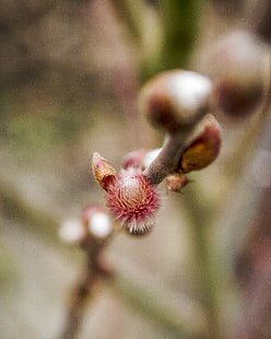 봄, 성장, 식물 표본 상자, HD 배경 화면 HD wallpaper