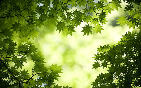 緑のカエデの葉HD、緑の葉の木、自然、風景、緑、葉、カエデ、 HDデスクトップの壁紙 HD wallpaper
