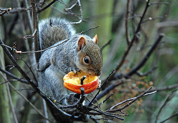 gray squirrel, tree, branches, squirrel, gray, food, HD wallpaper