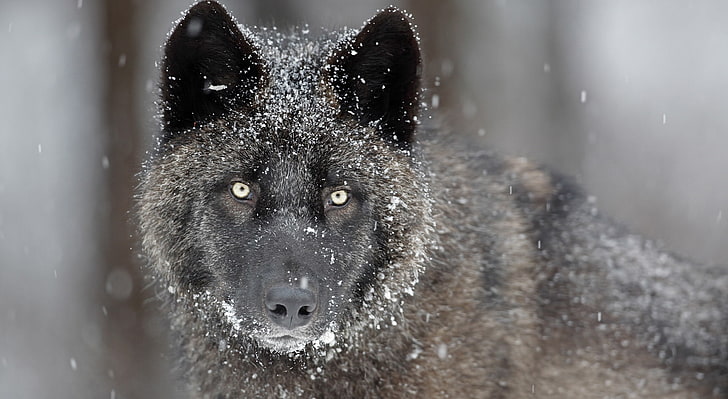 Lobo preto, lobo cinzento, animais, selvagem, preto, lobo, HD papel de parede