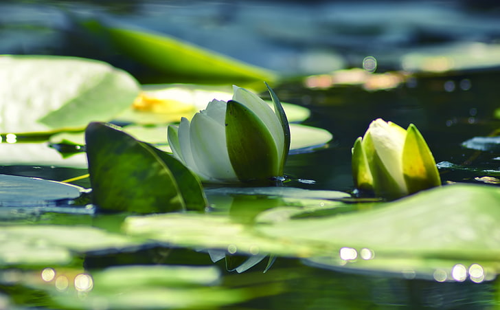 Armenia, lirio de agua, flor de loto blanco, naturaleza, flores, armenia, verde, agua, hermoso, lirio, flor, color, macro, fotografía de edgar varjapetyan, Fondo de pantalla HD