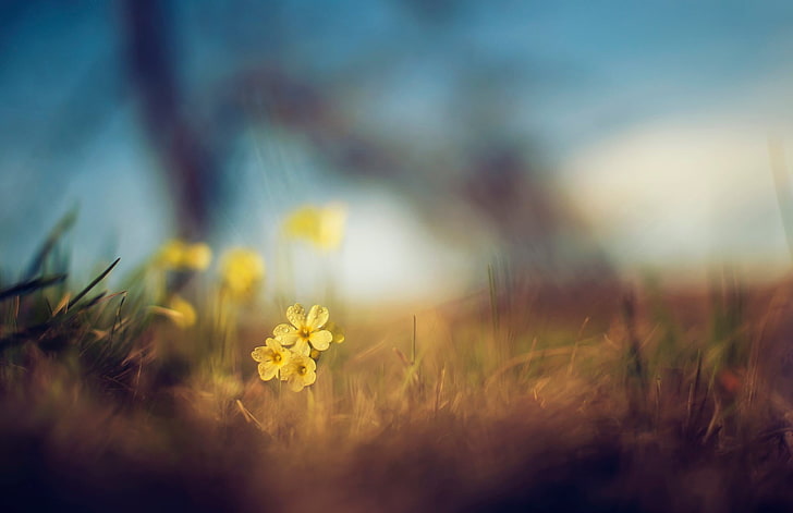 yellow petaled flower, nature, yellow flowers, macro, depth of field, grass, HD wallpaper