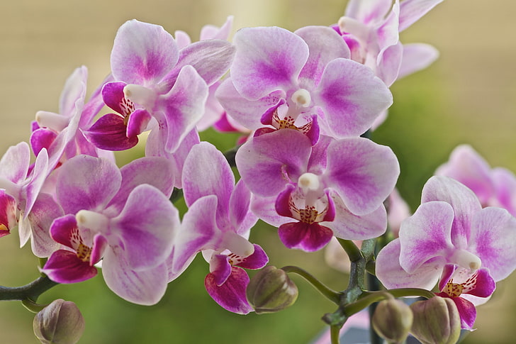 rosa falena orchidea, petali, fioritura, orchidea, fiori, rosa e bianco, Sfondo HD