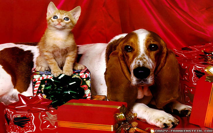 Коледно куче коте, коте, подарък, Коледа, животни, HD тапет