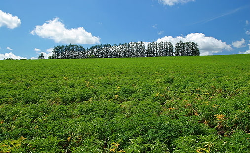 Хоккайдо, Япония, Азия, поле зеленой травы, Азия, Япония, Хоккайдо, Япония, HD обои HD wallpaper