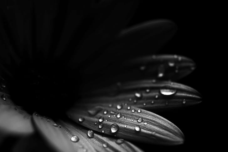 grayscale photography of petaled flower with water drops, Gravity, grayscale, photography, flower, water, drops, Space, Explore, Explored, exposure, Earth, Detail, blackandwhite, nature, close-up, plant, macro, single Flower, black Color, petal, drop, HD wallpaper