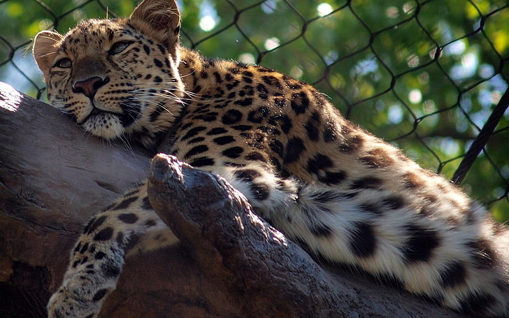 brown leopard, leopard, big cat, predator, HD wallpaper