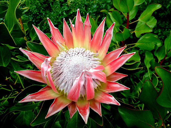 berwarna-warni, taman, bunga asli, tanaman, protea, Wallpaper HD