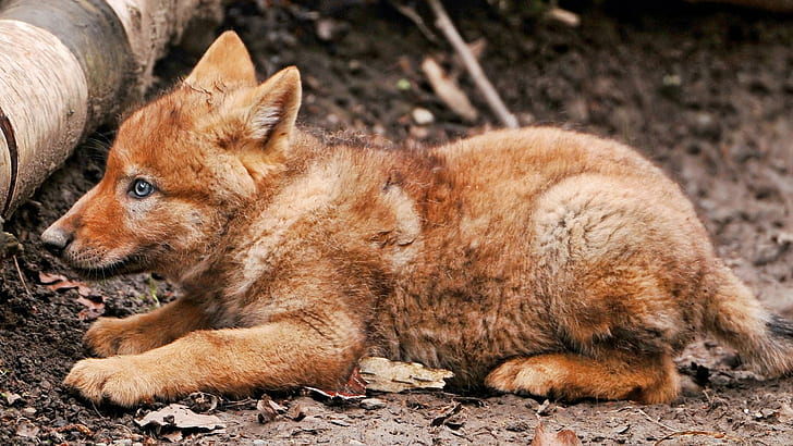 Sweet Wolf Pup, สุนัข, ทารก, หมาป่า, น่ารัก, สัตว์, การถ่ายภาพ, หวาน, สวย, วอลล์เปเปอร์ HD