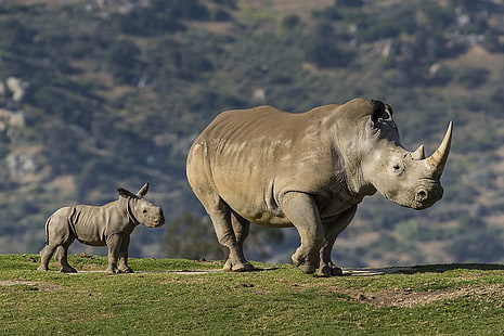 Animal, Rinoceronte, Bebê Animal, Vida Selvagem, HD papel de parede HD wallpaper