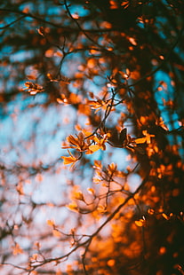 branches, flou, automne, feuilles, Fond d'écran HD HD wallpaper