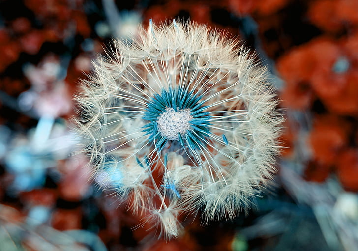 Löwenzahnblume, Makro, Frühling, Blüte, 4K, HD-Hintergrundbild