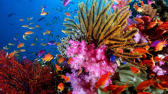عالم الحوض ، ملون ، أسماك ، مرجان، خلفية HD HD wallpaper