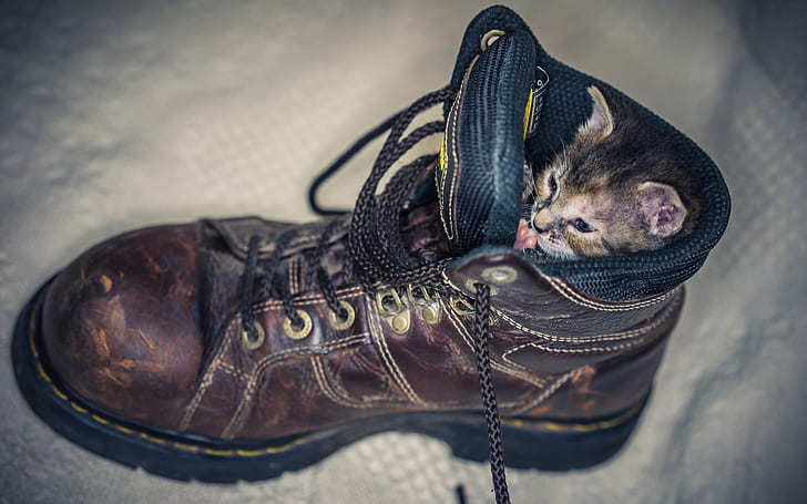Kitten in Shoe, kitten, shoe, kitty, HD wallpaper