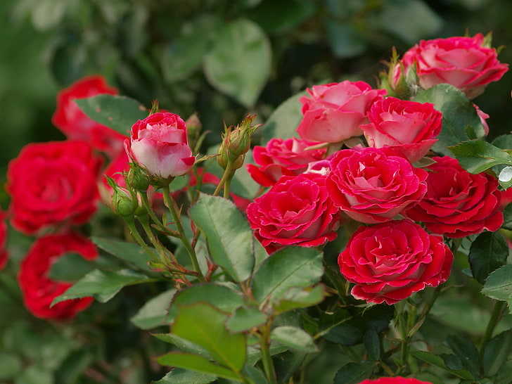 roses, buds, rose Bush, HD wallpaper