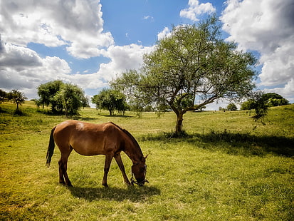 photo of brown horse on grass field near a tree under blue sky, Poetry in Motion, photo, brown, horse, grass, field, tree, Photography, Canon PowerShot G12, caballo, cavallo, campo, rural, agro, agreste, Victoria  Entre Ríos, HDR, nature, meadow, pasture, animal, outdoors, farm, rural Scene, mammal, grazing, summer, stallion, mare, landscape, HD wallpaper HD wallpaper