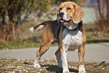 dorosły beagle tricolor, spojrzenie, pies, beagle, Tapety HD HD wallpaper