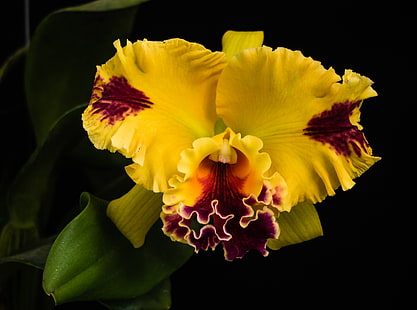 Красива жълта орхидея, жълто и червено цвете орхидея от Говеда, Aero, Черно, Орхидея, орхидея, orquidea, HD тапет HD wallpaper