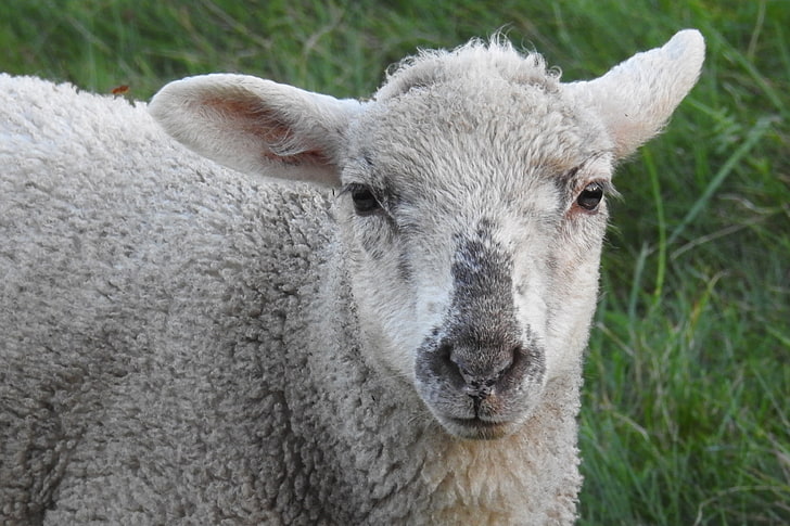 gray lamb, sheep, muzzle, curly, HD wallpaper