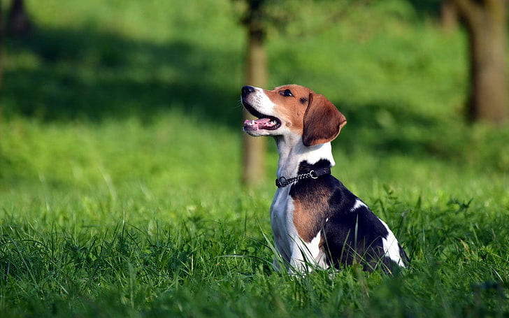 white, black, and brown beagle puppy, beagle, brindle, grass, playful, puppy, HD wallpaper