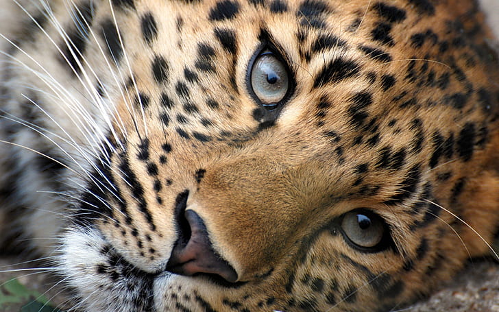 Leopard Face Close Up Wallpaper Hd 3840 × 2400, HD тапет