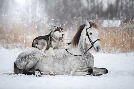 hiver, neige, cheval, chien, husky, Fond d'écran HD HD wallpaper