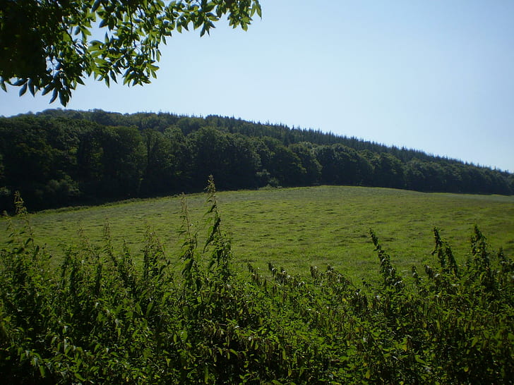 Земята е кръгла, зелено тревно поле, гора, Уелс, трева, спокойствие, природа и пейзажи, HD тапет