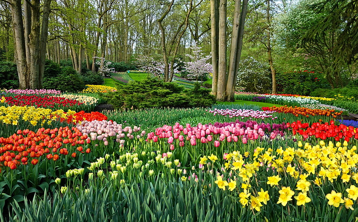 オランダ、オランダ、ヨーロッパ、ヨーロッパ、オランダ、チューリップ、美しい、春、庭、花、デザイン、色、写真、公園、オランダ、水仙、花、春、オランダ語、造園の春の庭、 HDデスクトップの壁紙