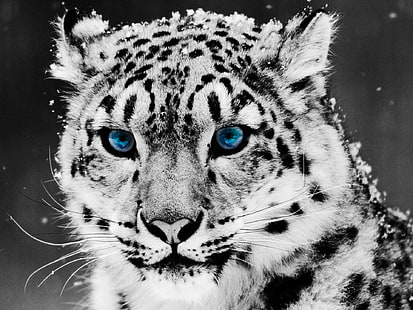 wild cat, snow leopards, selective coloring, leopard (animal), cat, big cats, animals, eyes, HD wallpaper HD wallpaper