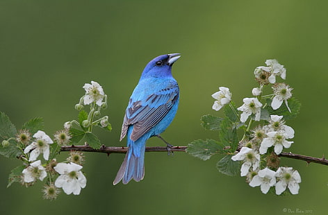 *** Cardinal Indigo ***, blue grosbeak, bird, animals, animal, birds, cardinal, indigo, HD wallpaper HD wallpaper
