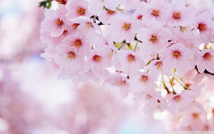 Rosa flores de cerejeira, Primavera, flores, flor de cerejeira, HD papel de parede