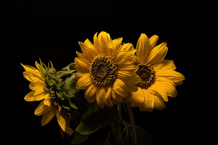 bunga matahari, tiga, latar belakang gelap, Wallpaper HD