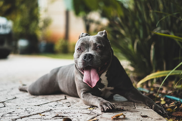 Erwachsener amerikanischer Schwarzweiss-Pitbull, Pitbull, Hund, hervorstehende Zunge, Mündung, HD-Hintergrundbild