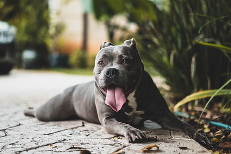 pitbull americano preto e branco adulto, pit bull, cão, língua saliente, focinho, HD papel de parede HD wallpaper