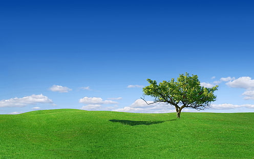 drzewo w wysokiej rozdzielczości panoramiczne, Tapety HD HD wallpaper