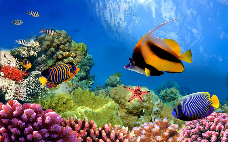 Peces, Peces, Animales, Colorido, Colores, Coral, Gran barrera de coral, Bajo el agua, Fondo de pantalla HD