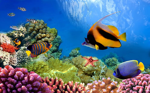 Fishes, Fish, Animal, Colorful, Colors, Coral, Great Barrier Reef, Underwater, HD wallpaper HD wallpaper
