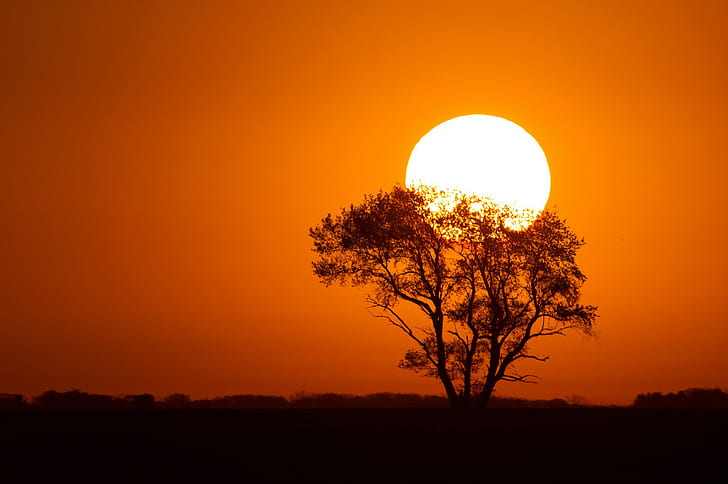 منظر طبيعي ، شمس ، سماء برتقالية ، صورة ظلية ، أشجار ، غروب الشمس، خلفية HD