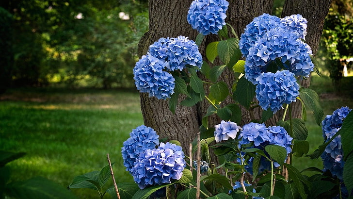niebieskie kwiaty, kwiaty, rośliny, przyroda, Tapety HD