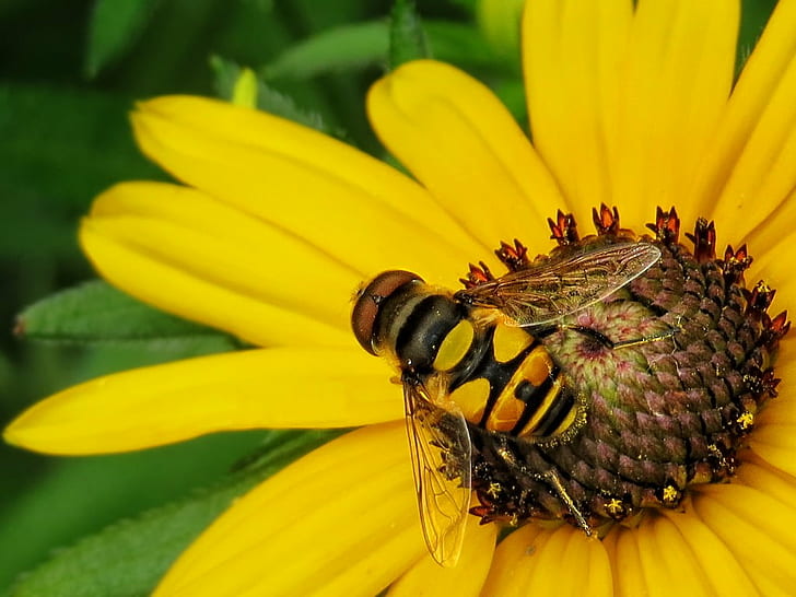 жълта пчела на жълто клъстерено венчелистче цвете, маргаритка, Hoverfly, жълто, пчела, клъстер, венчелистче, цвете бъг, макро, насекомо, природа, лято, цвете, едър план, опрашване, прашец, животно, животно крило, растение, HD тапет