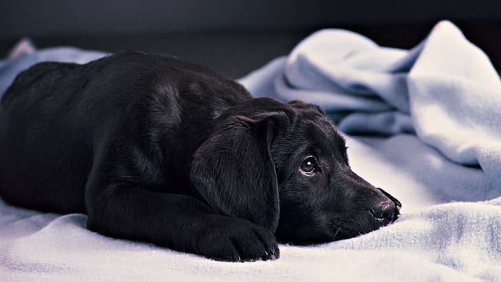 black Labrador retriever puppy, black, puppy, lies, Labrador, HD wallpaper