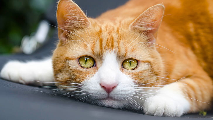 تصوير القطط ذات العيون الصفراء ، القط البرتقالي ، الأصفر ، العيون ، القط ، التصوير الفوتوغرافي، خلفية HD