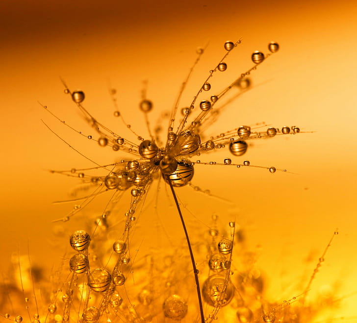 micro shot of water droplet, weak, you are, micro, shot, water droplet, MACRO, DANDELION, SEED, WEED, HSS, SUN TZU, THE  ART  OF  WAR, QUOTE, SCOTLAND, COLOURS, ROYAL  PHOTOGRAPHIC  SOCIETY, CANON  400D, 60mm, drop, nature, liquid, water, wet, freshness, dew, close-up, abstract, splashing, HD wallpaper