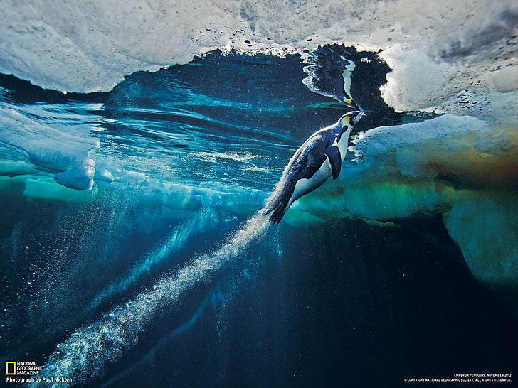 Pingwin cesarski Antarktyda-National Geographic wal .., tapeta National Geographic, Tapety HD