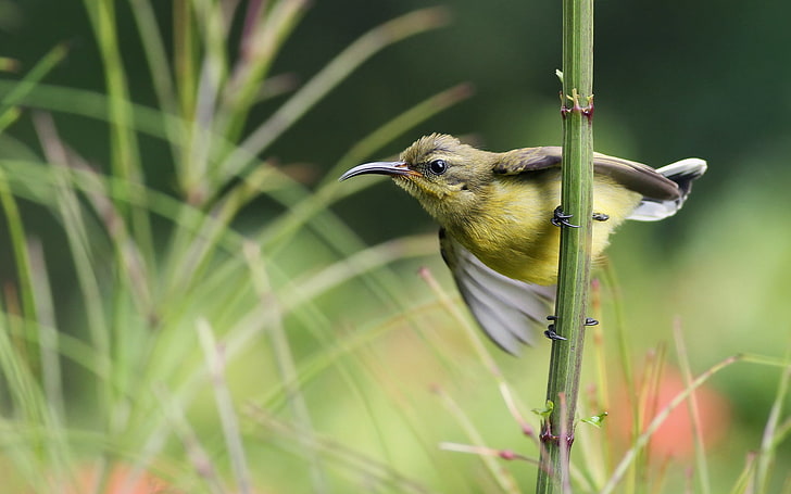 Sunbird sul ramo, colibrì giallo e marrone, animali, uccelli, rami, uccello, Sfondo HD