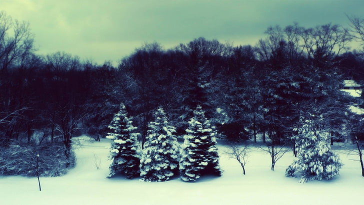 filtr, przyroda, śnieg, las, krajobraz, drzewa, Tapety HD