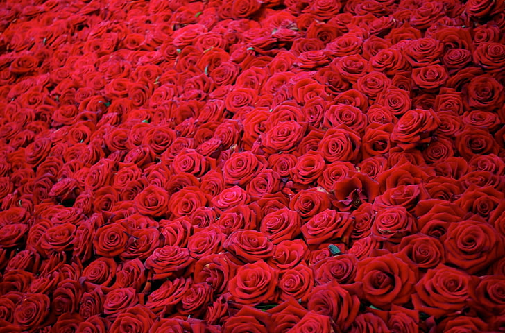 rosa roja flores, rosas, flores, capullos, rojo, muchos, Fondo de pantalla HD